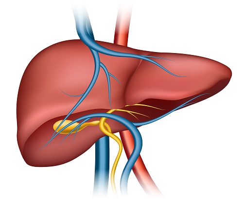 Medical illustration of the human liver showing bile ducts, arteries, and veins connected to the liver.