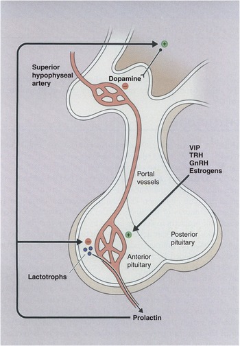 Diagram of the pituitary gland showing the regulation of prolactin secretion via dopamine and other factors through the hypothalamic-pituitary portal system.
