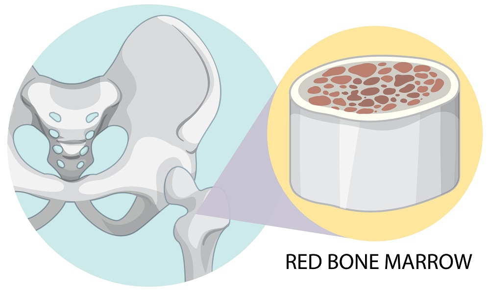 Illustration of the pelvis bone with a magnified view showing the red bone marrow inside, which is responsible for producing blood cells.